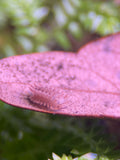 Qilin isopod (Armadillidae gen. sp.) with spiky hairy surface, one of the rarest isopods in the US hobby