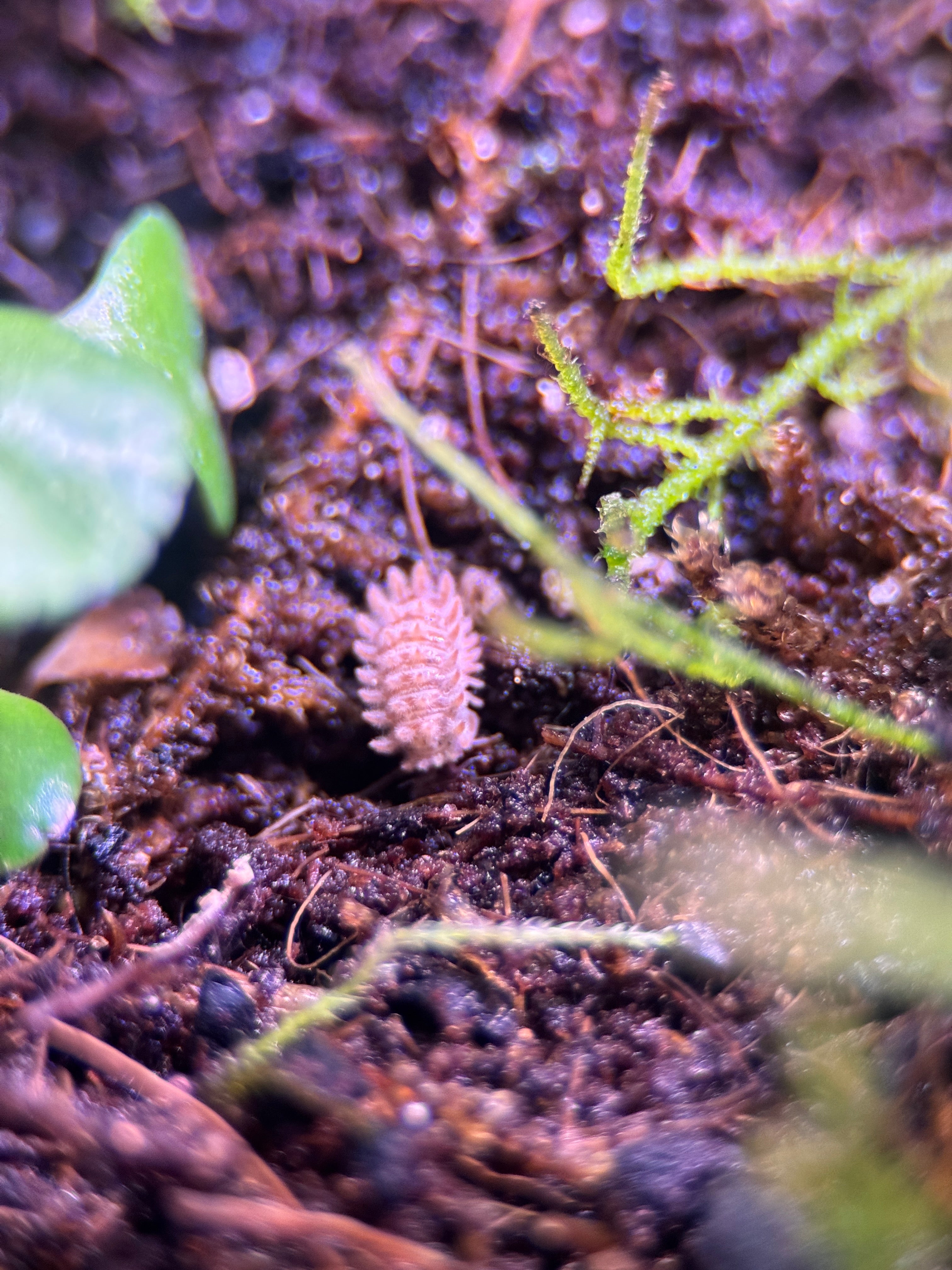 Qilin Isopod (Armadillidae gen. sp.)